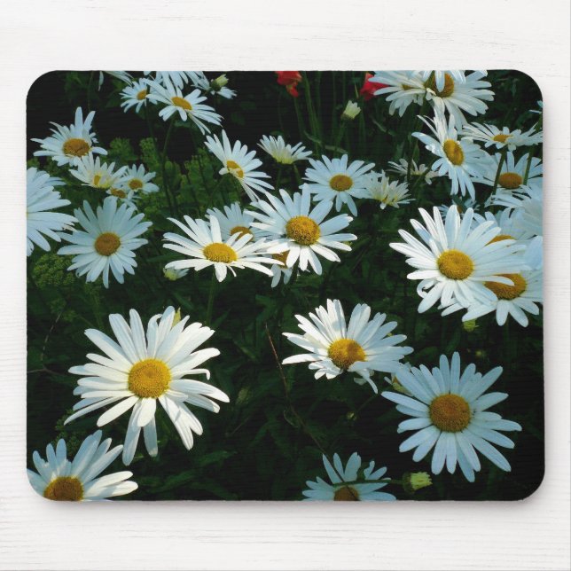 Shasta Daisies II Mouse Mat (Front)