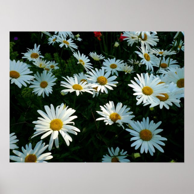 Shasta Daisies II Poster (Front)