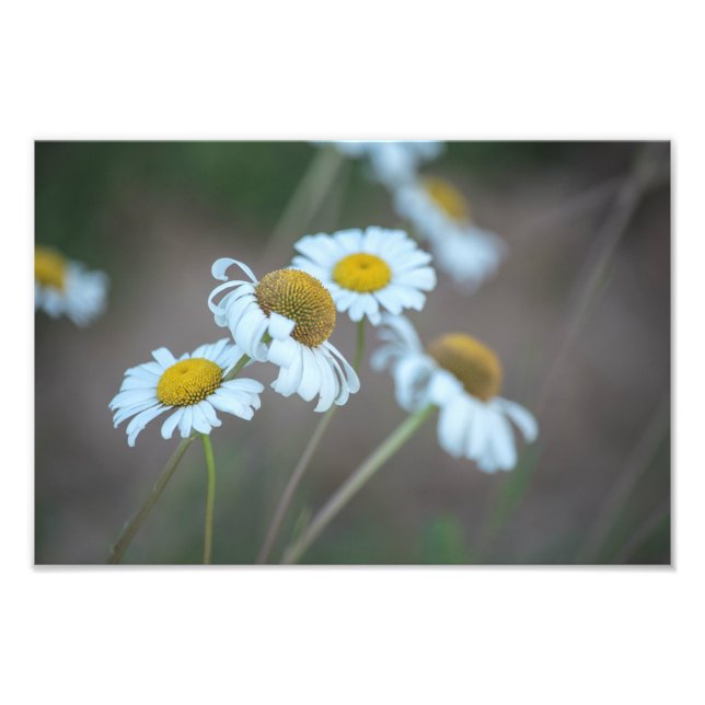 Shasta Daisies in the Field Photo Print (Front)