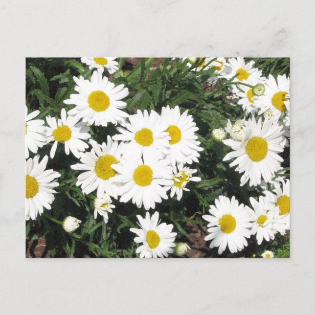 Shasta Daisies Postcard (Front)