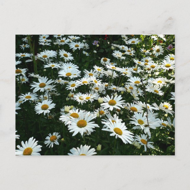 Shasta Daisies Postcard (Front)
