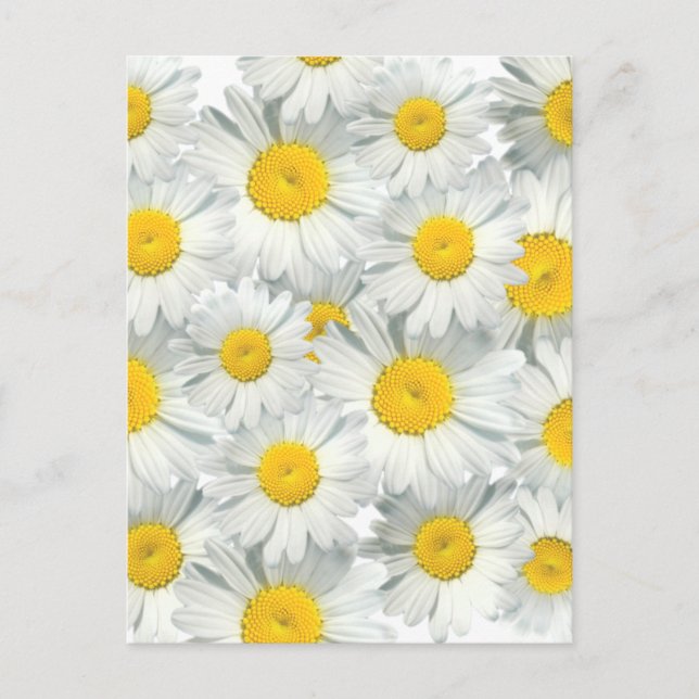 Shasta Daisies Postcard (Front)