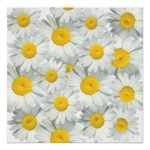 Shasta Daisies Poster