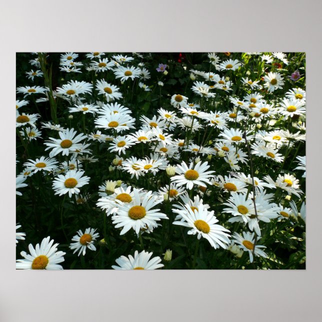 Shasta Daisies Poster (Front)