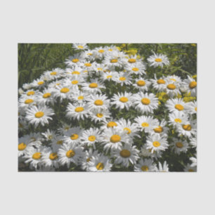Shasta Daisies Tissue Paper