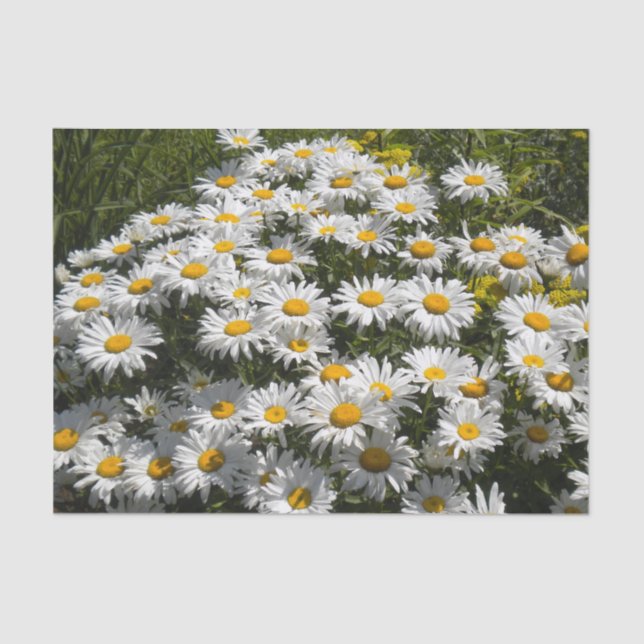 Shasta Daisies Tissue Paper (Front)