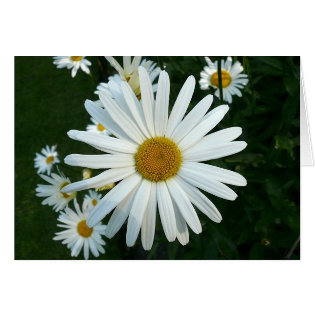Shasta Daisy (Front Horizontal)