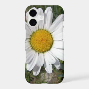 Shasta Daisy (Chrysanthemum maximum)