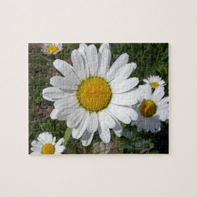 Shasta Daisy (Chrysanthemum maximum) Jigsaw Puzzle (Horizontal)