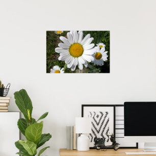 Shasta Daisy (Chrysanthemum maximum) Poster