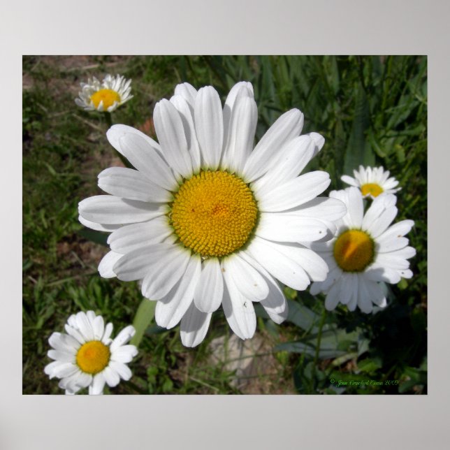 Shasta Daisy (Chrysanthemum maximum) Poster (Front)