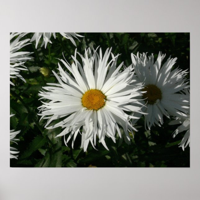 Shasta Daisy Gone Crazy. Poster (Front)