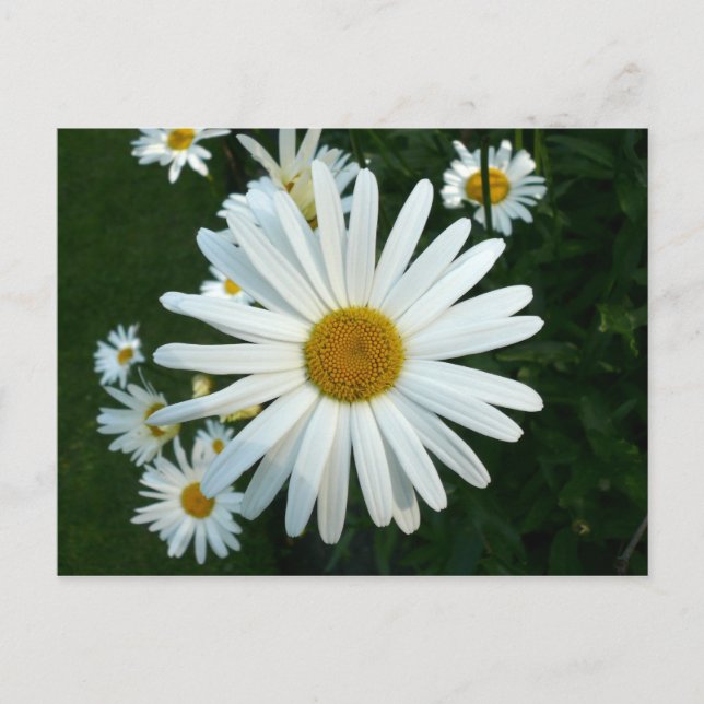 Shasta Daisy Postcard (Front)