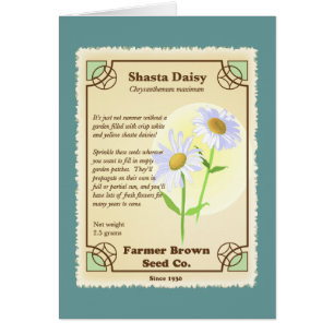 Shasta Daisy Seed Packet