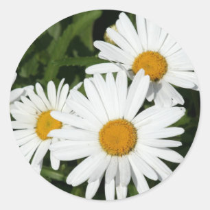 Shasta Daisy stickers