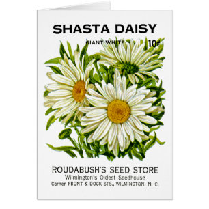 Shasta Daisy Vintage Seed Packet