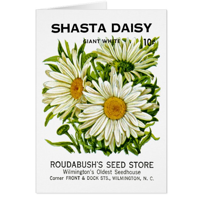 Shasta Daisy Vintage Seed Packet (Front)