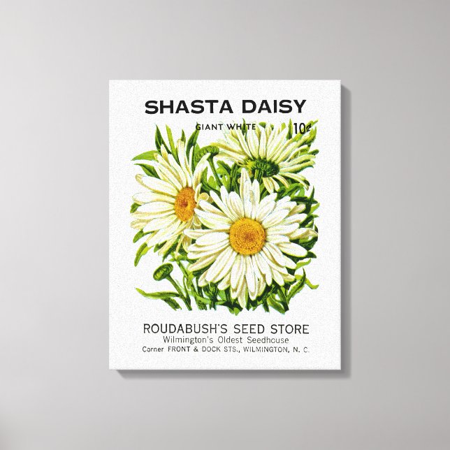 Shasta Daisy Vintage Seed Packet Canvas Print (Front)