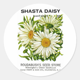 Shasta Daisy Vintage Seed Packet Classic Round Sticker