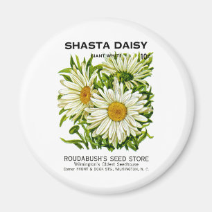 Shasta Daisy Vintage Seed Packet Magnet