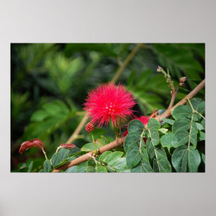 Shaving Brush Tree Poster