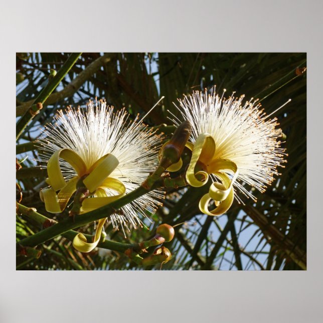 Shaving Brush Tree Poster (Front)