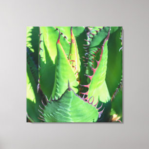 Shaw's Agave Canvas Print