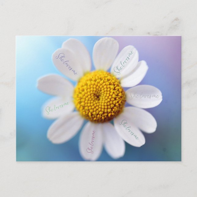 "She Loves Me" Daisy Postcard (Front)