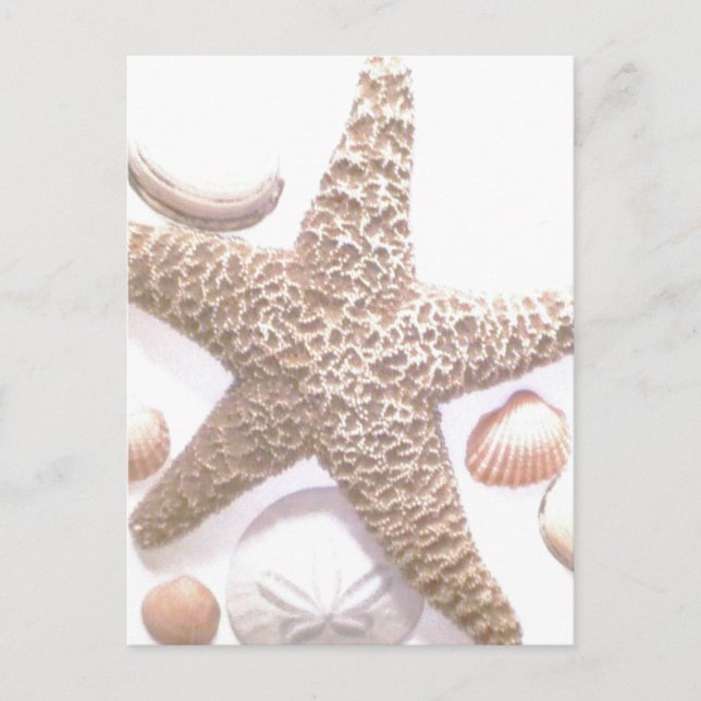She sells sea shells postcard (Front)