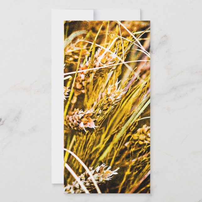 Sheaf Of Wheat - Thank You Card (Front)