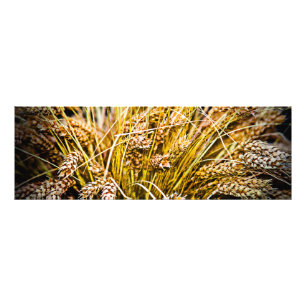 Sheaf Of Wheat - Thank You Photo Print