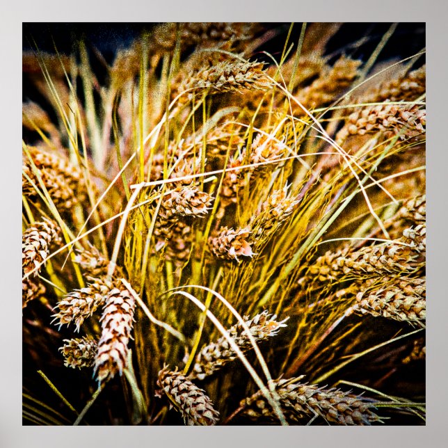 Sheaf Of Wheat - Thank You Poster (Front)