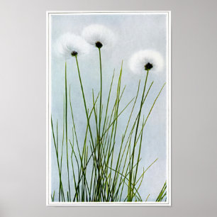 Sheathed Cotton Grass Poster