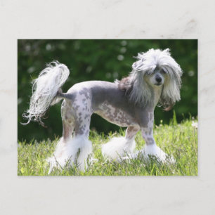 Sheeba - Crestie Showoff Postcard