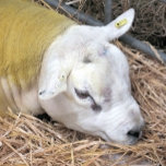 SHEEP<br><div class="desc">A photographic design of a beautiful Texel sheep.</div>