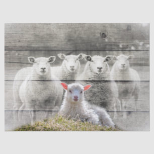 Sheep and Baby Lamb Tissue Paper