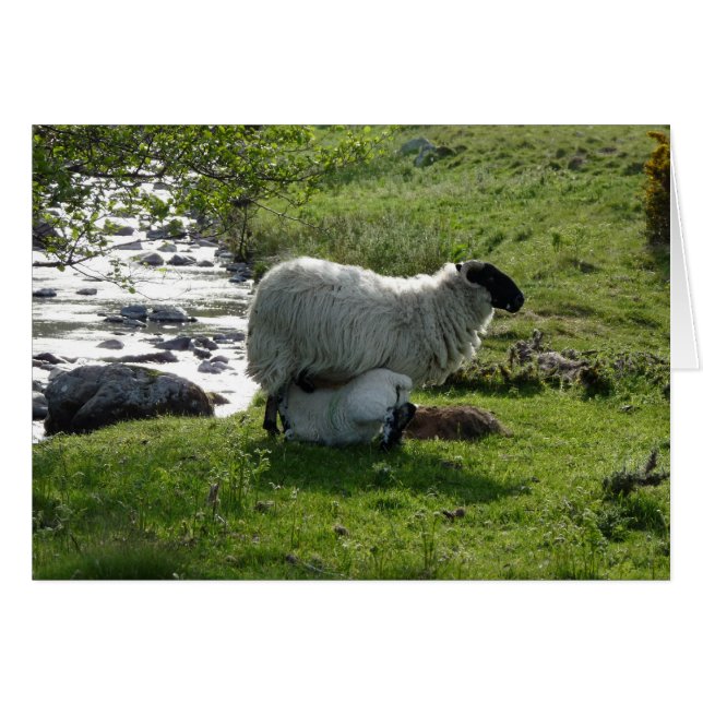 Sheep and Lamb in Northumberland England (Front Horizontal)