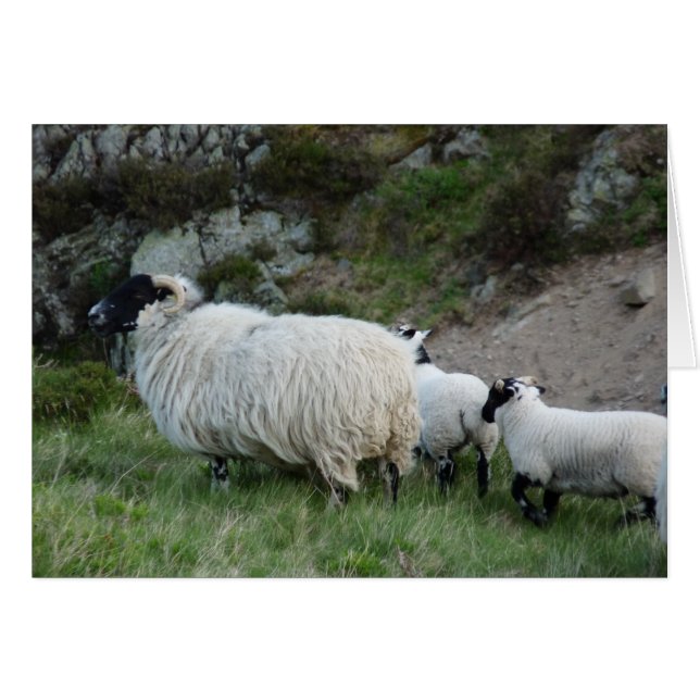 Sheep and Lambs in Northumberland England (Front Horizontal)