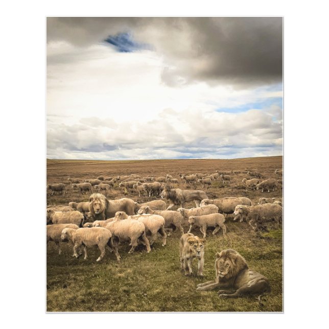 Sheep and Lions Coexisting in Harmony Photo Print (Front)