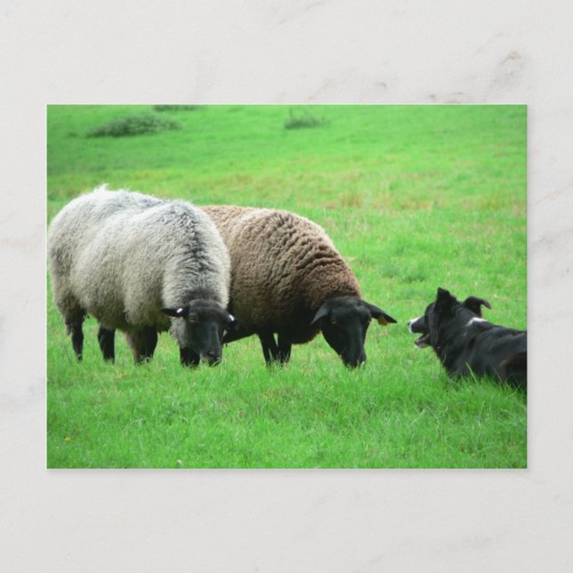 Sheep And Sheep Dog Postcard (Front)