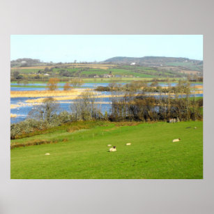 Sheep and the flooded River Exe Poster