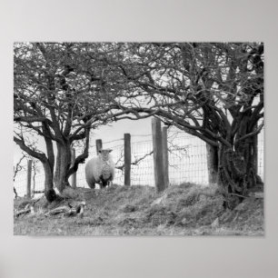 Sheep and trees black and white photograph poster