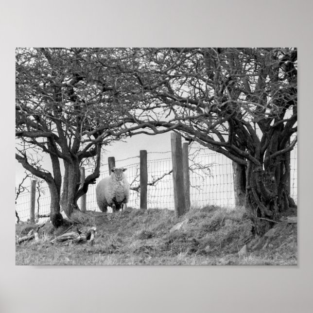 Sheep and trees black and white photograph poster (Front)