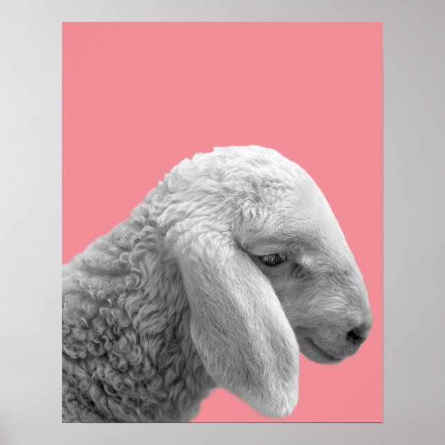Sheep animal farm photo nursery kids room poster (Front)