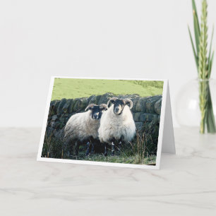 Sheep Anniversary card