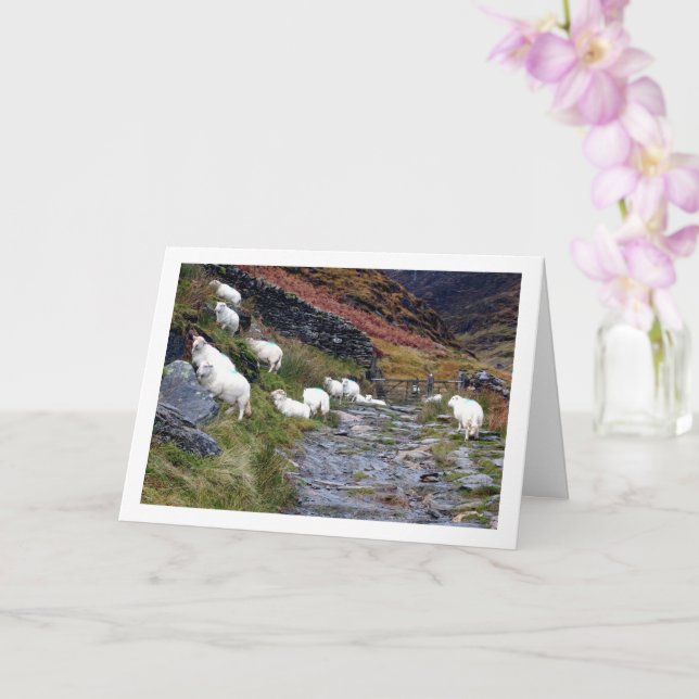 Sheep at Lake Card (Orchid)