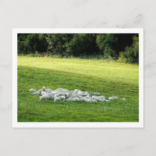 Sheep at Sleep Postcard