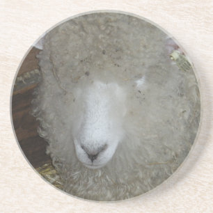 Sheep at the county fair coaster