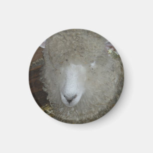 Sheep at the county fair magnet