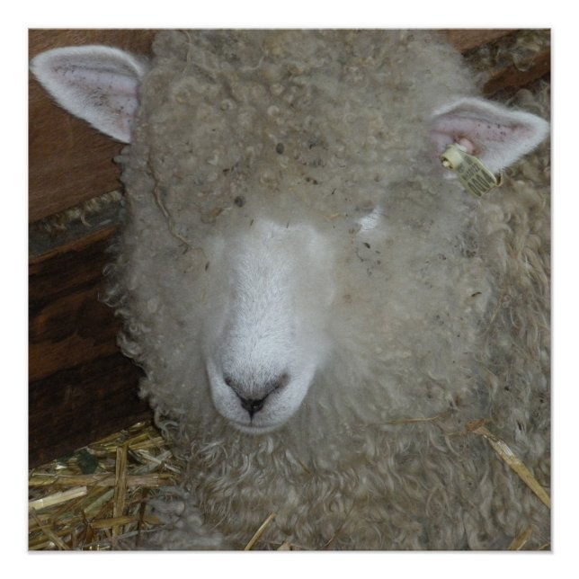 Sheep at the county fair poster (Front)